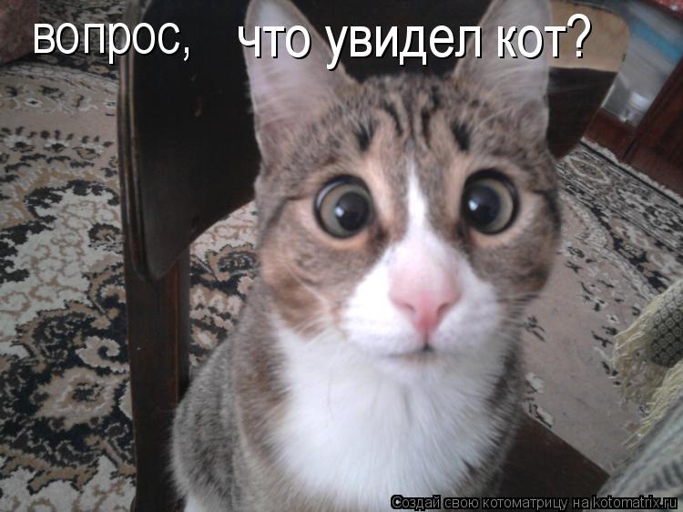 Котоматрица: вопрос, что увидел кот?