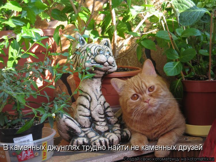 Котоматрица: В каменных джунглях трудно найти не каменных друзей