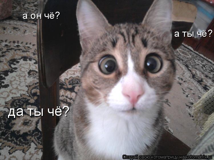 Котоматрица: а он чё? а ты чё? да ты чё?