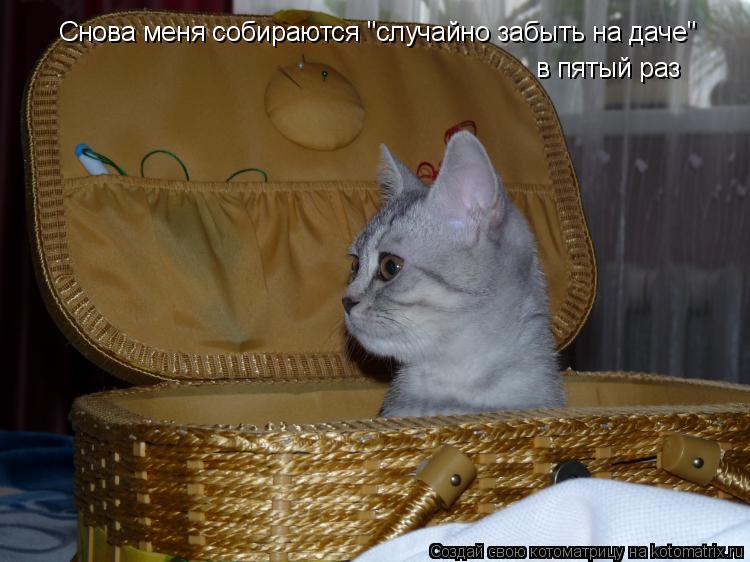 Котоматрица: Снова меня собираются "случайно забыть на даче" в пятый раз