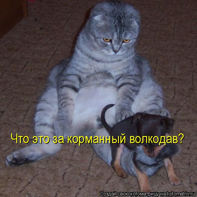 Котоматрица: Что это за корманный волкодав?