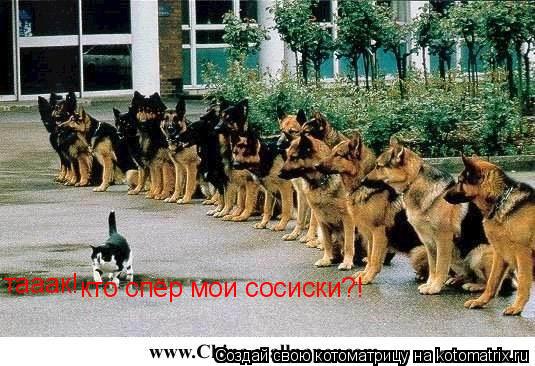 тааак! кто спёр мои сосиски?!... Котоматрица: тааак! кто спёр мои сосиски?!