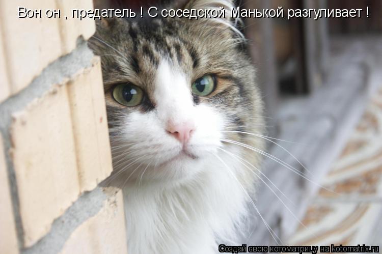 Вон он , предатель ! С соседской Манькой разгуливает !... Котоматрица: Вон он , предатель ! С соседской Манькой разгуливает !