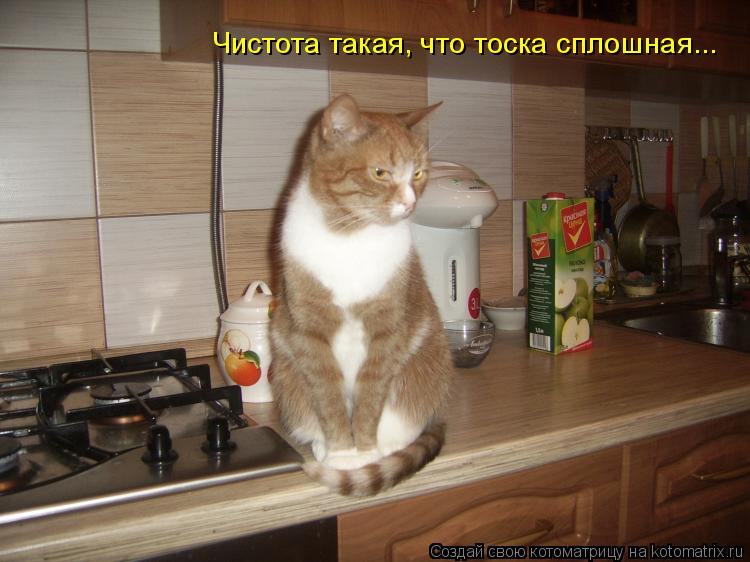 Чистота такая, что тоска сплошная...... Котоматрица: Чистота такая, что тоска сплошная...