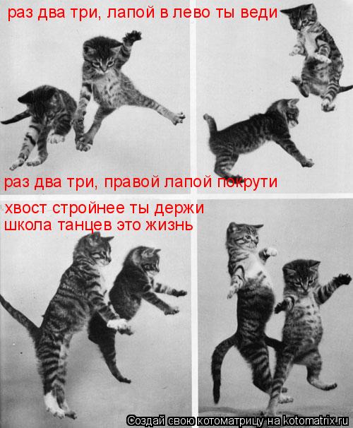раз два три, лапой в лево ты веди хвост стройнее ты держи школа танцев это жизнь раз два три, правой ... Котоматрица: раз два три, лапой в лево ты веди хвост стройнее ты держи школа танцев это жизнь раз два три, правой лапой покрути