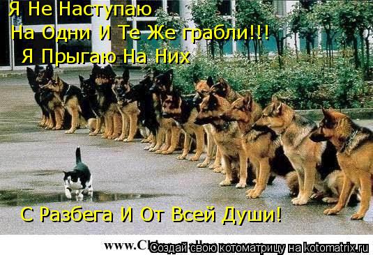 Я Не Наступаю На Одни И Те Же грабли!!! Я Прыгаю На Них С Разбега И От Всей Души!... Котоматрица: Я Не Наступаю На Одни И Те Же грабли!!! Я Прыгаю На Них С Разбега И От Всей Души!