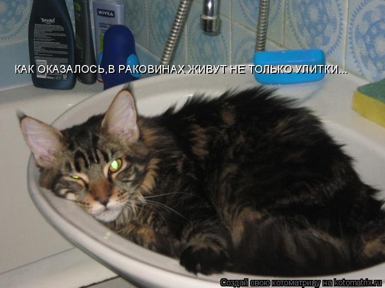 КАК ОКАЗАЛОСЬ,В РАКОВИНАХ ЖИВУТ НЕ ТОЛЬКО УЛИТКИ...... Котоматрица: КАК ОКАЗАЛОСЬ,В РАКОВИНАХ ЖИВУТ НЕ ТОЛЬКО УЛИТКИ...