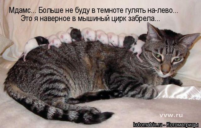 Мдамс... Больше не буду в темноте гулять на-лево... Это я наверное в мышиный цирк забрела...... Котоматрица: Мдамс... Больше не буду в темноте гулять на-лево... Это я наверное в мышиный цирк забрела...