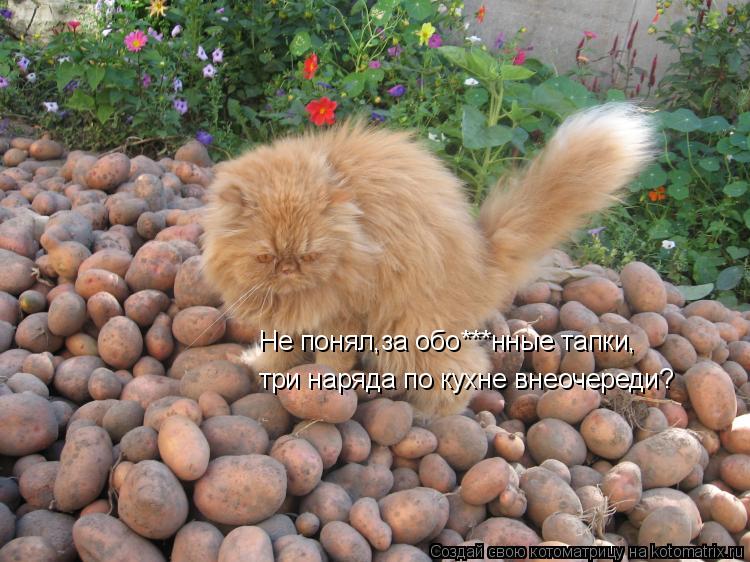 Не понял,за обо***нные тапки, три наряда по кухне внеочереди?... Котоматрица: Не понял,за обо***нные тапки, три наряда по кухне внеочереди?