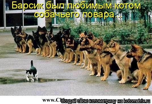 Барсик был любимым котом собачьего повара...... Котоматрица: Барсик был любимым котом собачьего повара...