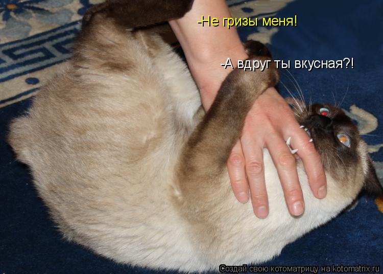 -Не гризы меня! -А вдруг ты вкусная?!... Котоматрица: -Не гризы меня! -А вдруг ты вкусная?!
