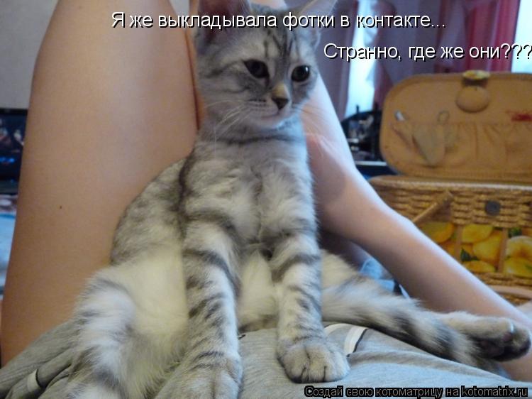 Я же выкладывала фотки в контакте... Странно, где же они???... Котоматрица: Я же выкладывала фотки в контакте... Странно, где же они???