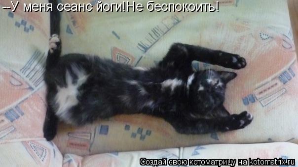 --У меня сеанс йоги!Не беспокоить!... Котоматрица: --У меня сеанс йоги!Не беспокоить!