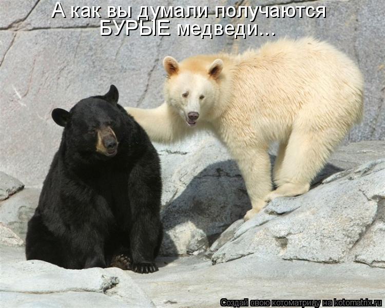 А как вы думали получаются БУРЫЕ медведи...... Котоматрица: А как вы думали получаются БУРЫЕ медведи...