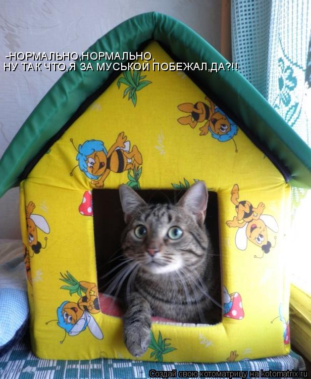 НУ ТАК ЧТО,Я ЗА МУСЬКОЙ ПОБЕЖАЛ,ДА?!! -НОРМАЛЬНО,НОРМАЛЬНО,... Котоматрица: НУ ТАК ЧТО,Я ЗА МУСЬКОЙ ПОБЕЖАЛ,ДА?!! -НОРМАЛЬНО,НОРМАЛЬНО,