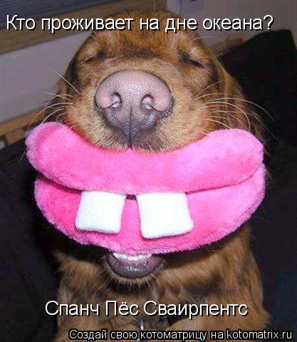 Кто проживает на дне океана? Спанч Пёс Сваирпентс... Котоматрица: Кто проживает на дне океана? Спанч Пёс Сваирпентс