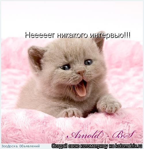 Нееееет никакого интервью!!!... Котоматрица: Нееееет никакого интервью!!!