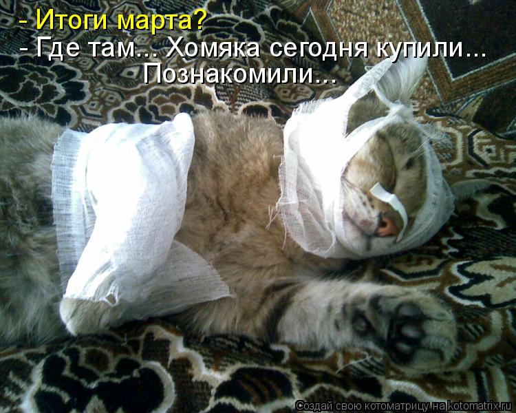 - Итоги марта? - Где там... Хомяка сегодня купили... Познакомили...... Котоматрица: - Итоги марта? - Где там... Хомяка сегодня купили... Познакомили...