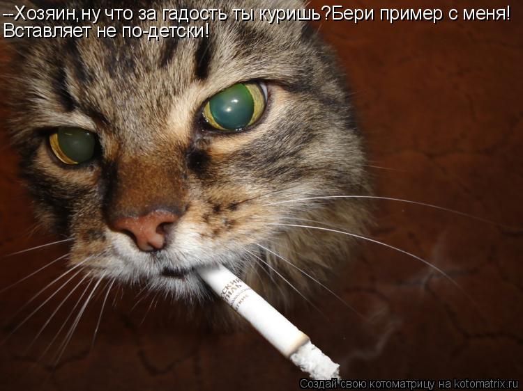 --Хозяин,ну что за гадость ты куришь?Бери пример с меня! Вставляет не по-детски!... Котоматрица: --Хозяин,ну что за гадость ты куришь?Бери пример с меня! Вставляет не по-детски!