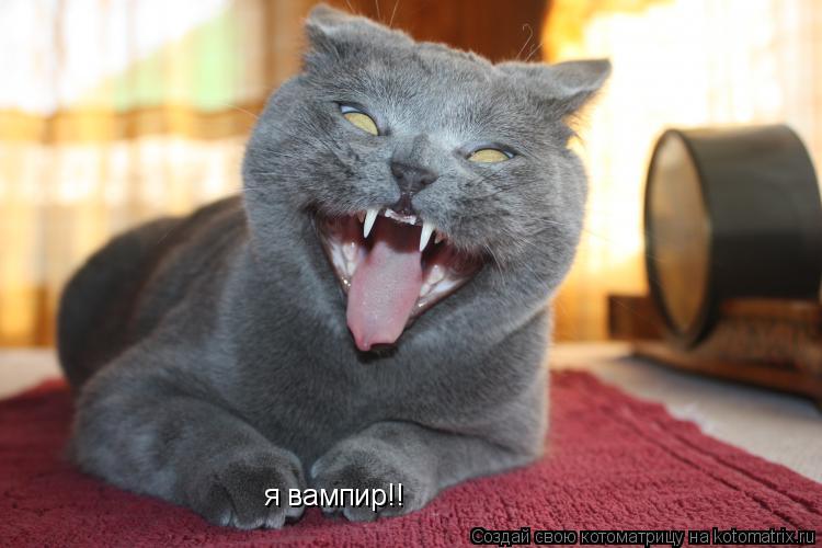 я вампир!!... Котоматрица: я вампир!!