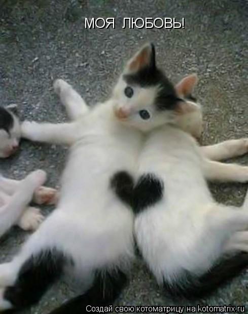 МОЯ ЛЮБОВЬ!... Котоматрица: МОЯ ЛЮБОВЬ!