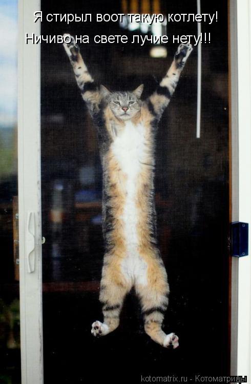 Я стирыл воот такую котлету! Ничиво на свете лучие нету!!!... Котоматрица: Я стирыл воот такую котлету! Ничиво на свете лучие нету!!!