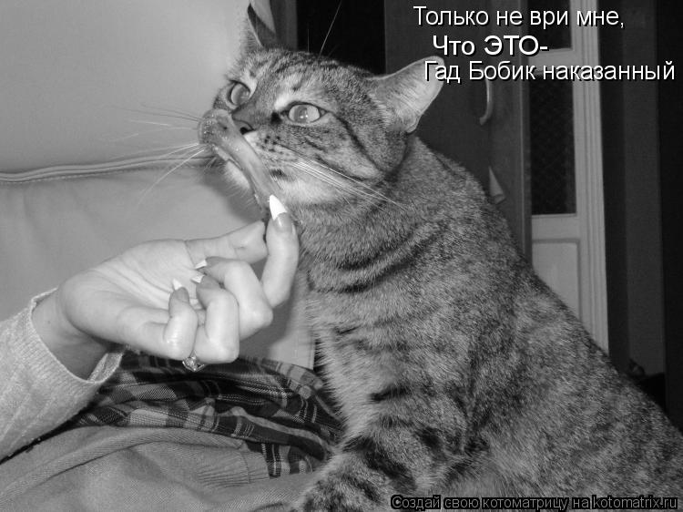 Только не ври мне, Гад Бобик наказанный Что ЭТО-... Котоматрица: Только не ври мне, Гад Бобик наказанный Что ЭТО-