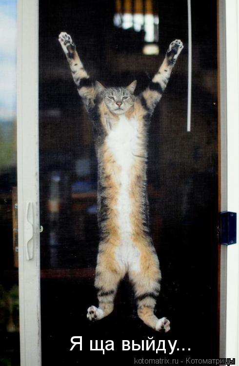Я ща выйду...... Котоматрица: Я ща выйду...