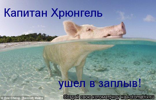 Капитан Хрюнгель ушел в заплыв!... Котоматрица: Капитан Хрюнгель ушел в заплыв!