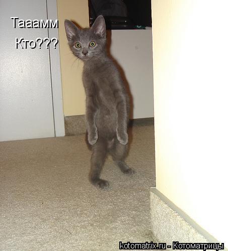 Тааамм Кто???... Котоматрица: Тааамм Кто???