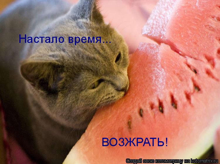 Настало время... ВОЗЖРАТЬ!... Котоматрица: Настало время... ВОЗЖРАТЬ!