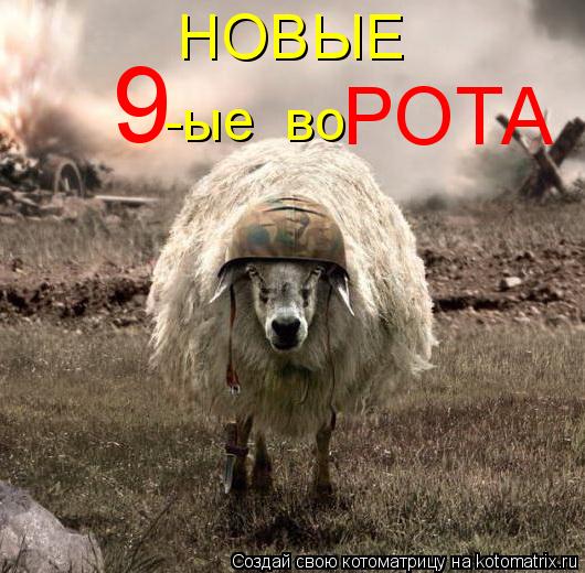 Котоматрица: НОВЫЕ 9 -ые  во РОТА