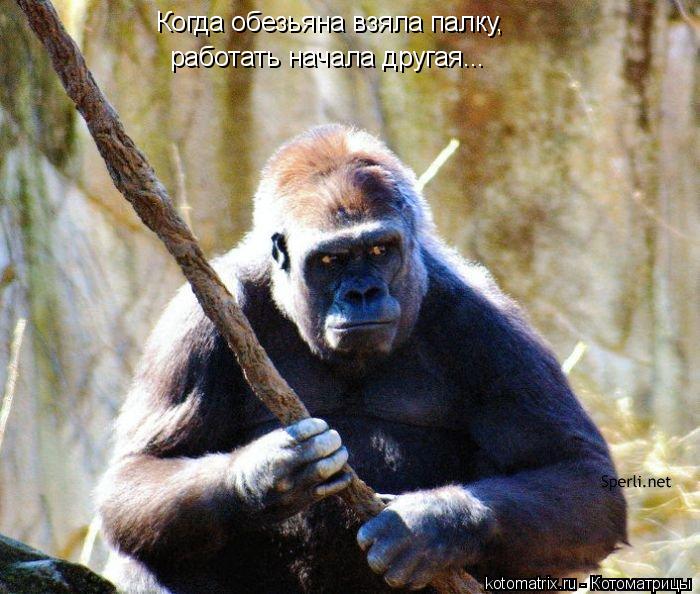 Когда обезьяна взяла палку, работать начала другая...... Котоматрица: Когда обезьяна взяла палку, работать начала другая...