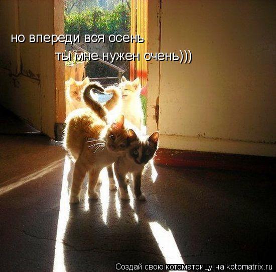 но впереди вся осень ты мне нужен очень)))... Котоматрица: но впереди вся осень ты мне нужен очень)))