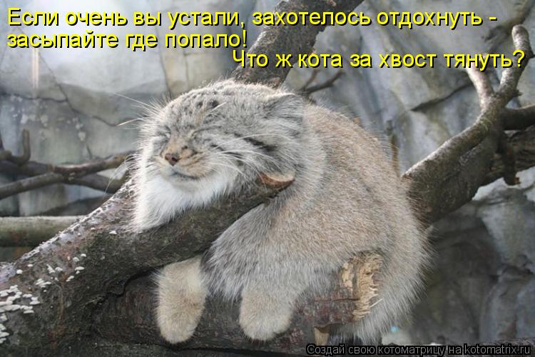 Если очень вы устали, захотелось отдохнуть - засыпайте где попало! Что ж кота за хвост тянуть?... Котоматрица: Если очень вы устали, захотелось отдохнуть - засыпайте где попало! Что ж кота за хвост тянуть?