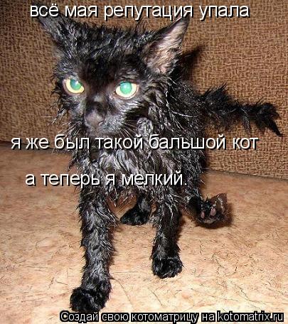 всё мая репутация упала я же был такой бальшой кот а теперь я мелкий.... Котоматрица: всё мая репутация упала я же был такой бальшой кот а теперь я мелкий.