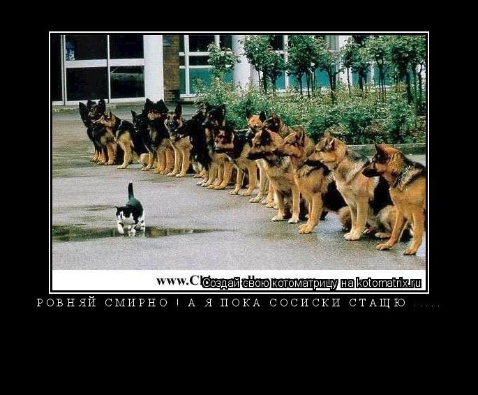 РОВНЯЙ СМИРНО ! А я пока сосиски стащю ..... ... Котоматрица: РОВНЯЙ СМИРНО ! А я пока сосиски стащю .....