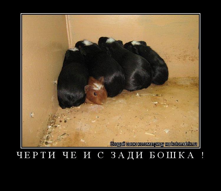 ЧЁРТИ ЧЁ И С ЗАДИ БОШКА ! ... Котоматрица: ЧЁРТИ ЧЁ И С ЗАДИ БОШКА !