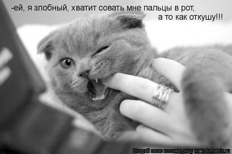 Котоматрица: -ей, я злобный, хватит совать мне пальцы в рот, а то как откушу!!!