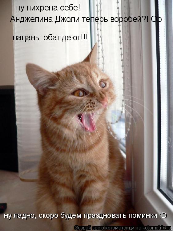 Котоматрица: ну нихрена себе! Анджелина Джоли теперь воробей?! Оо пацаны обалдеют!!! ну ладно, скоро будем праздновать поминки :D