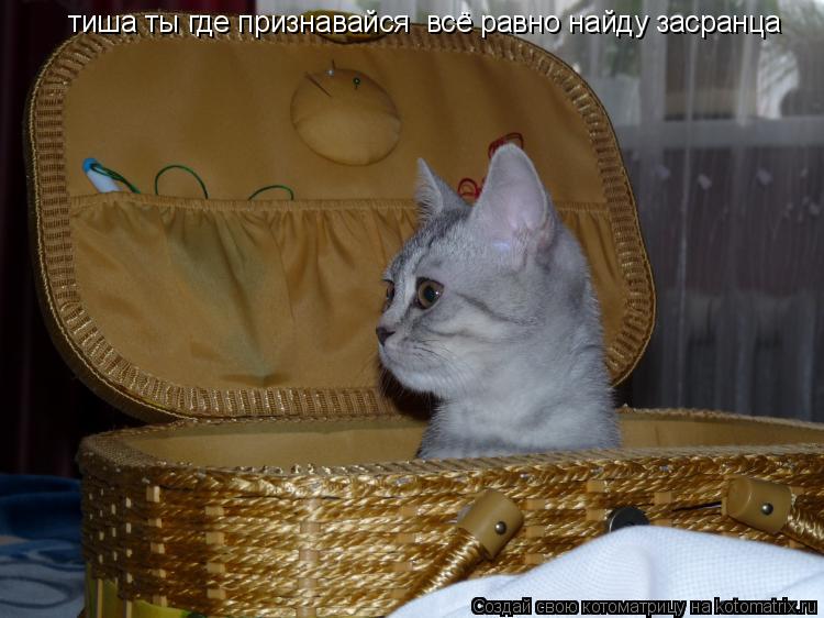 Котоматрица: тиша ты где признавайся  всё равно найду засранца