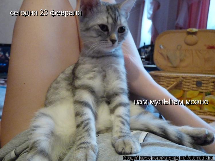 Котоматрица: сегодня 23 февраля нам,мужЫкам,можно