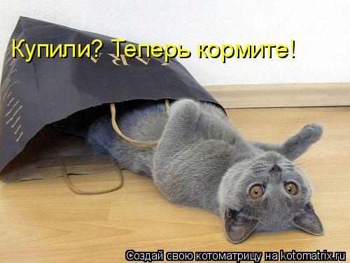 Котоматрица: Купили? Теперь кормите!