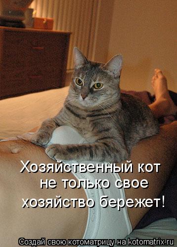 Хозяйственный кот не только свое хозяйство бережет!... Котоматрица: Хозяйственный кот не только свое хозяйство бережет!