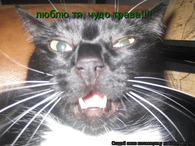 Котоматрица: люблю тя, чудо трава!!!!