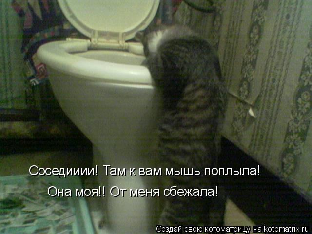 Соседииии! Там к вам мышь поплыла! Она моя!! От меня сбежала!... Котоматрица: Соседииии! Там к вам мышь поплыла! Она моя!! От меня сбежала!
