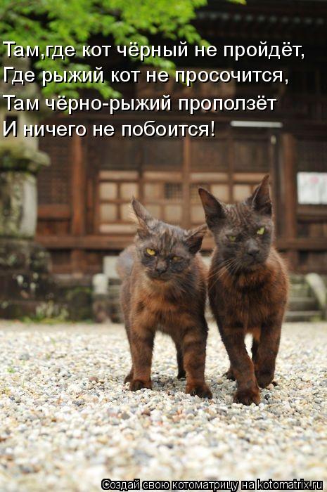 Там,где кот чёрный не пройдёт, Где рыжий кот не просочится, Там чёрно-рыжий проползёт И ничего не поб... Котоматрица: Там,где кот чёрный не пройдёт, Где рыжий кот не просочится, Там чёрно-рыжий проползёт И ничего не побоится!