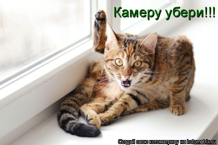 Котоматрица: Камеру убери!!!