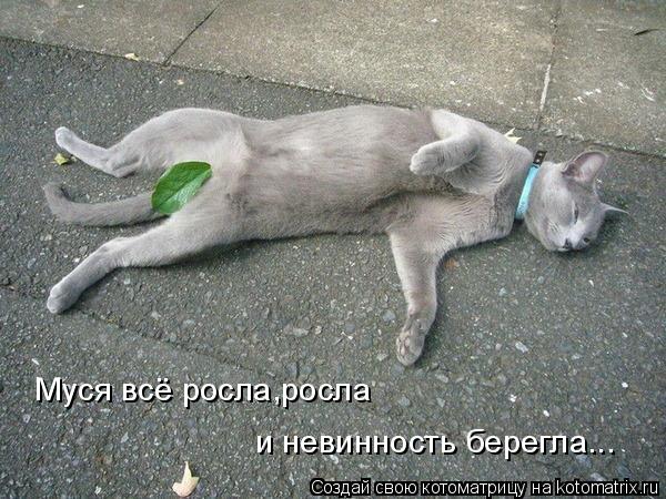 Котоматрица: Муся всё росла,росла и невинность берегла...