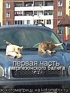 Котоматрица: первая часть марлезонского балета первая часть  марлезонского балета